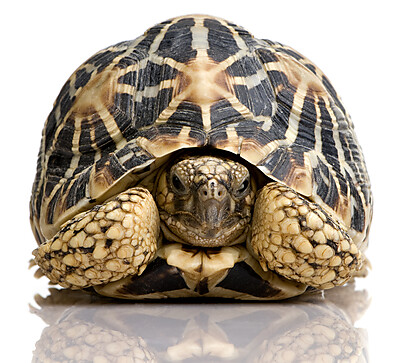 Черепаха, забравшаяся обратно в панцирь, как символ ретрактивного пениса